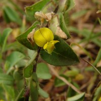 Crotalaria hebecarpa (DC.) Rudd